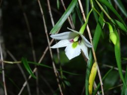 milford_sound_dendrobium_cunnighamii_4-min